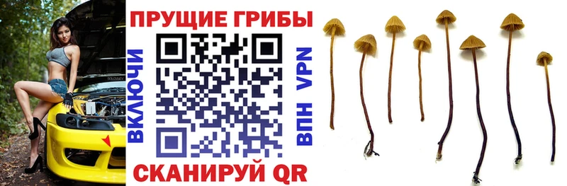 Псилоцибиновые грибы Psilocybe  Мостовской 